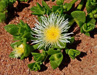 Sceletium Tortuosum plant